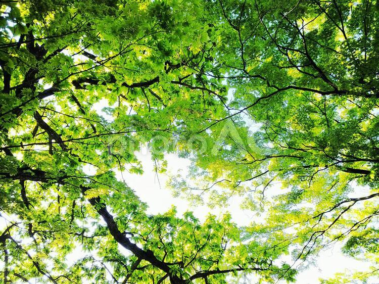 新緑の木漏れ日 リラックス,緑,日差しの写真素材