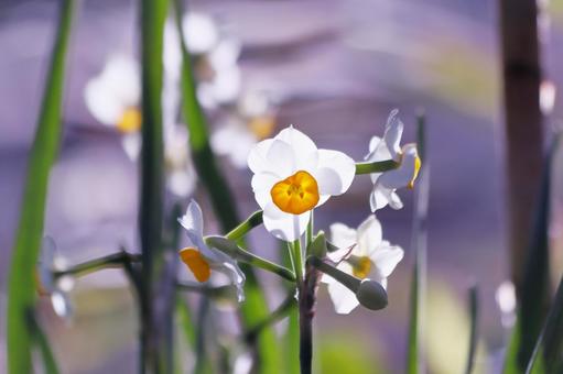 白い水仙の花 白い水仙の花 スイセン,花,水仙の写真素材