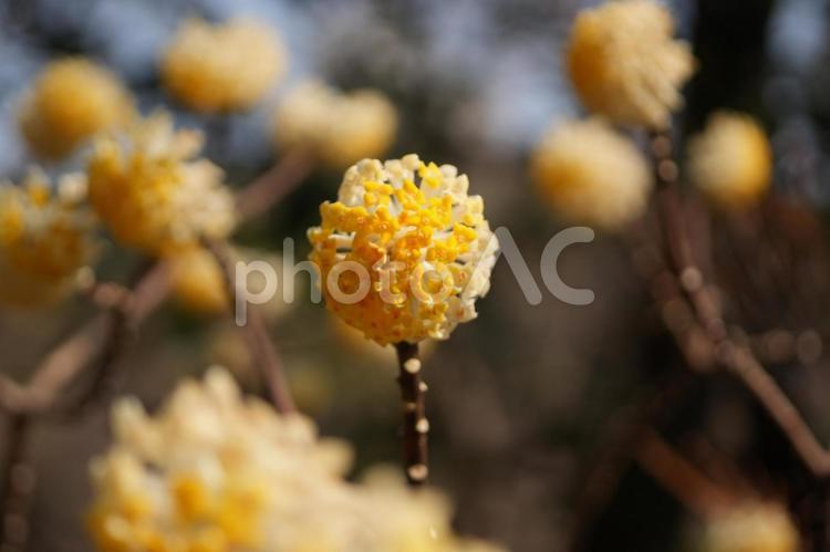 大輪三椏（ダイリンミツマタ） 大輪三椏,三椏,ダイリンミツマタの写真素材