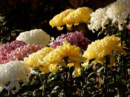 【風景写真】福山菊花展覧会の風景 キク,菊,菊花展の写真素材