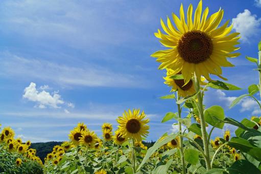 ひまわり畑と青空2 ひまわり畑と青空2 ひまわり,夏,花の写真素材