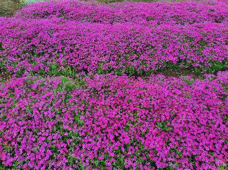 芝桜 ピンク 芝桜 ピンクの写真