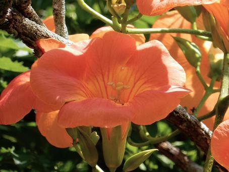 【花の写真】ノウゼンカズラ ノウゼンカズラ,凌霄花,ノウゼンカズラ科の写真素材