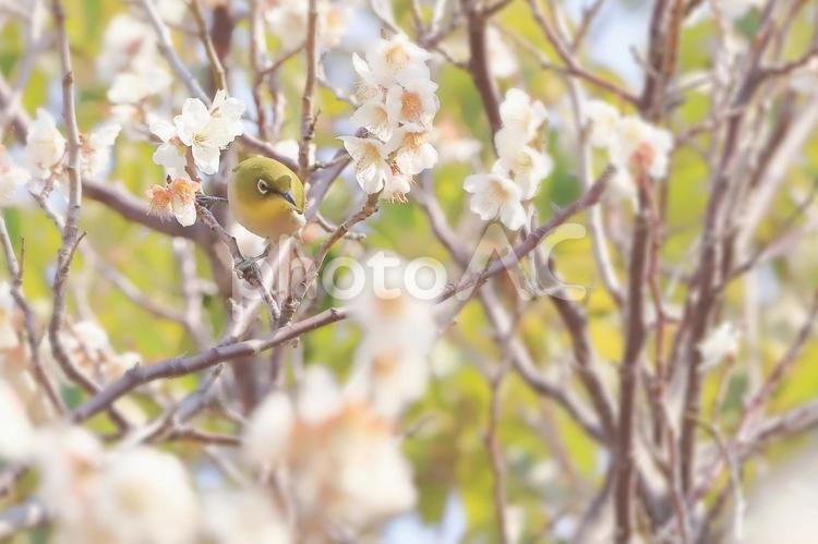 梅の花とメジロの早春の背景 梅,メジロ,春の写真素材