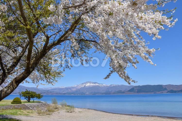 田沢湖と桜 田沢湖,一番深い湖,桜の写真素材