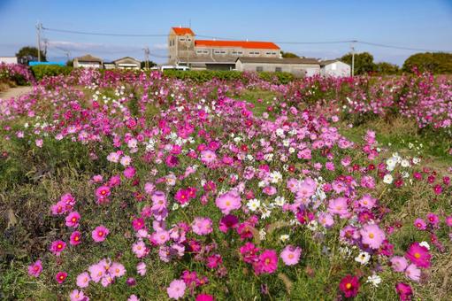 佐賀空港コスモス園 コスモス,秋桜,コスモス園の写真素材