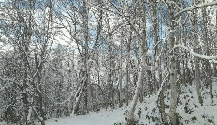 雪の白樺木立 木々,枯れ木,初冬の写真素材