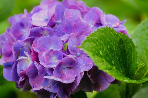 Pink hydrangeas blooming in Kodaira Hydrangea Park, JPG