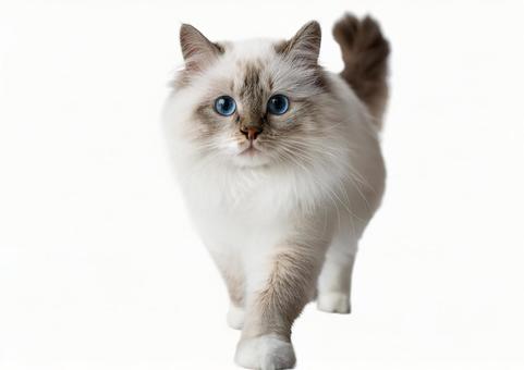 ラグドール猫 ラグドール猫の写真