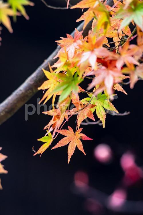 色とりどりのモミジの葉 モミジ,もみじ,紅葉の写真素材