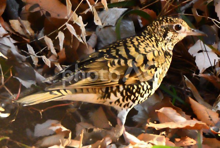 トラツグミ虎斑模様 虎鶫,トラツグミ,小鳥の写真素材