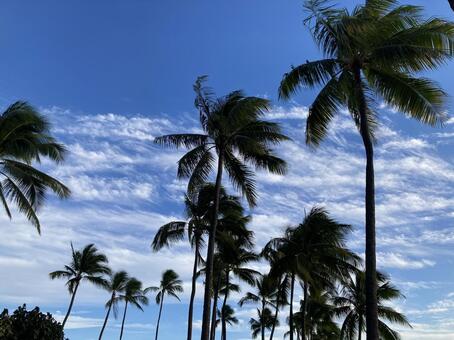 ハワイの空Ｂ ハワイ,海外,リゾートの写真素材