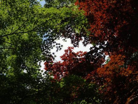 もみじと木漏れ日 もみじと木漏れ日の写真