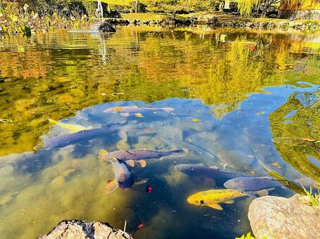 池　自然な池　秋の風景　鯉 風景,地方,奈良県吉野郡の写真素材