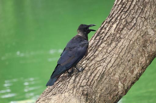 池と木の幹にとまるカラス 池,木,幹の写真素材