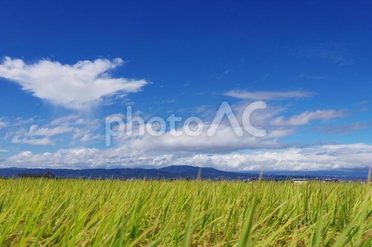 稲穂　青空　秋　豊穣　秋空　雲 稲穂,青空,秋の写真素材