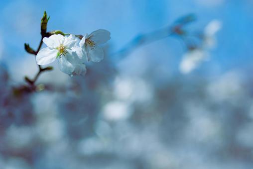 青空と白い桜の花の写真