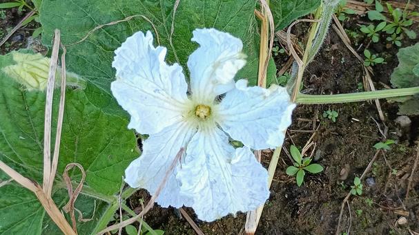 ユウガオの花 ユウガオの花 ユウガオ,花,ゆうがおの写真素材