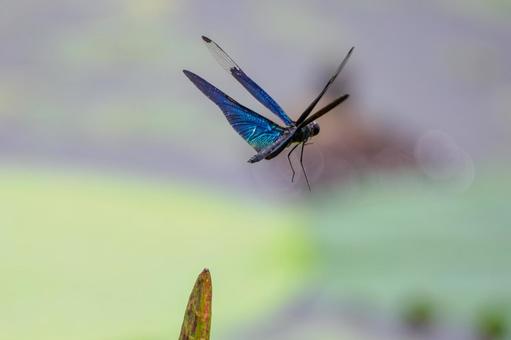 Butterfly dragonfly ⒃, JPG Butterfly dragonfly ⒃, JPG