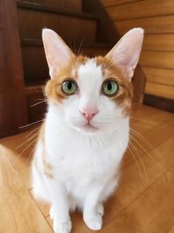Poor cat, JPG Poor cat, JPG