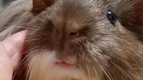 モルモットのアップ モルモット,ペット,動物の写真素材