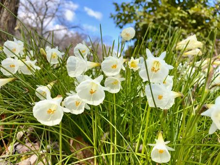 スイセンの花と青空 スイセンの花と青空 水仙,スイセン,原種の写真素材