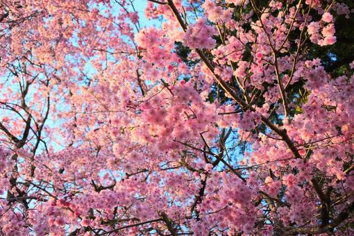 鮮やかな桜の花 鮮やかな桜の花の写真