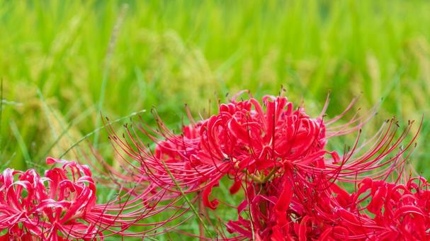 稲穂の前で咲く彼岸花 稲穂の前で咲く彼岸花 彼岸花,曼珠沙華,赤の写真素材