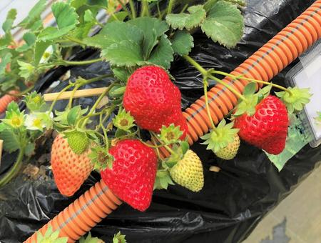 いちご狩り いちご狩りの写真