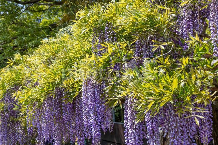 春日部藤花園の密集した藤棚の藤の花 タグ,藤花園,藤の花の写真素材