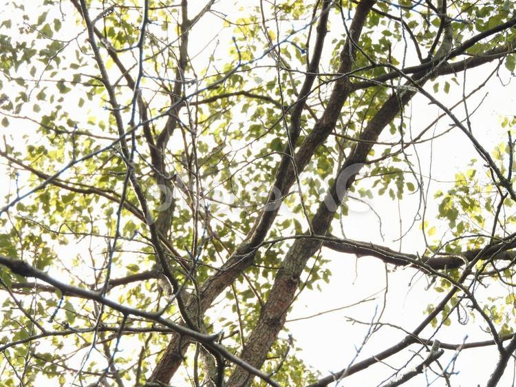 2月の自然の中 木,植物,自然の写真素材