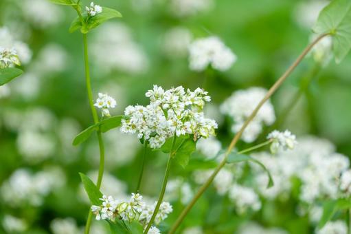 白い花を咲かせる蕎麦の花畑 白い花を咲かせる蕎麦の花畑の写真