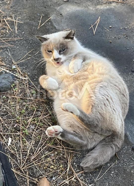 安心して寝転ぶ野良猫 ニャンコ,ネコ,キャットの写真素材