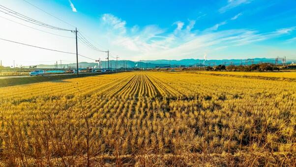 広大な畑 イメージ,人物なし,枯れ草の写真素材