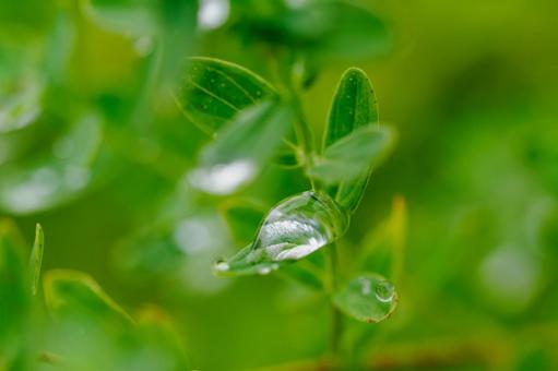 水の輝き⑵ 植物,葉,水滴の写真素材