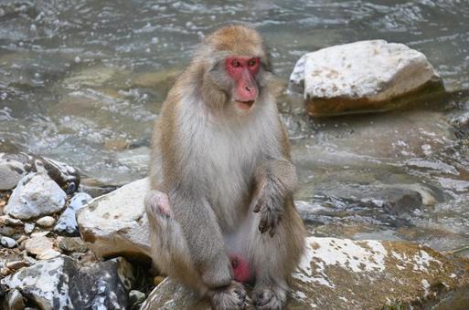 ニホンザルの写真