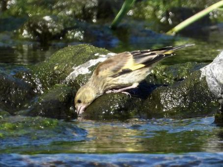 水を飲むカワラヒワ 水を飲むカワラヒワの写真