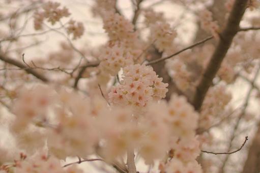 桜咲く 桜咲くの写真
