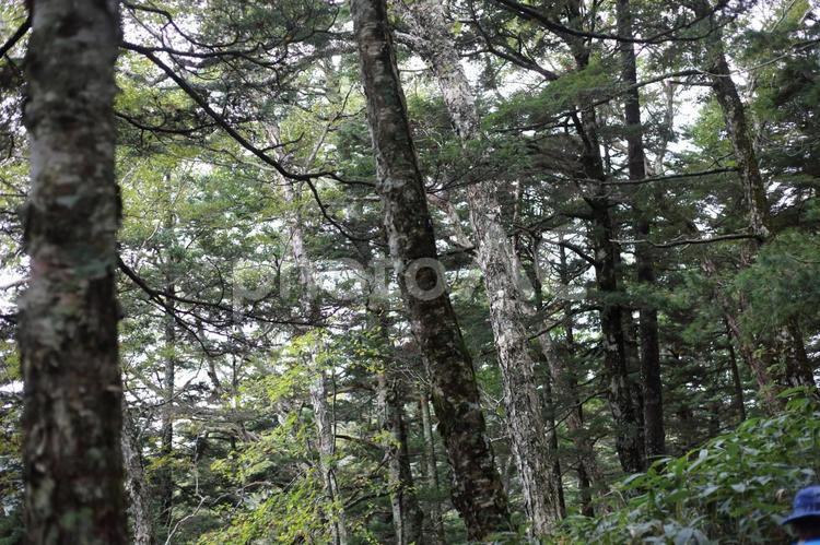 信州・北アルプス・焼岳の森林 森林,風景,森の写真素材