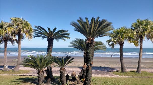 南国の海と青空と樹木-ソテツとビロウ樹 南国,海,青空の写真素材