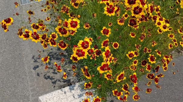 Photo, harshagik, plant, road, 