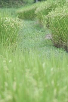 畦道 畦道の写真