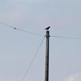 A crow perched on a utility pole, crow, wild bird, bird watching, JPG