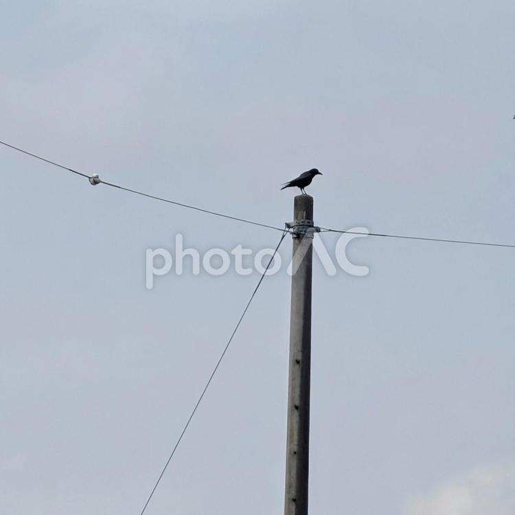 電柱にとまるカラス カラス,野鳥,バードウォッチングの写真素材