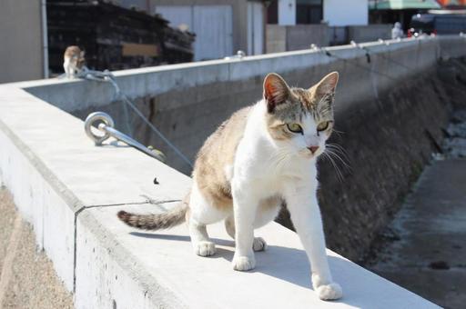 進み出す猫 進み出す猫の写真