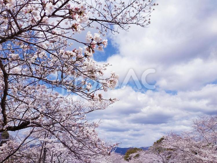桜並木と空 桜,さくら,サクラの写真素材