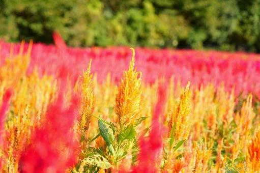 ケイトウ ケイトウ ケイトウ,花,赤の写真素材