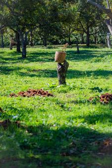 栃木県　竹林 栃木,栃木県,宇都宮市の写真素材