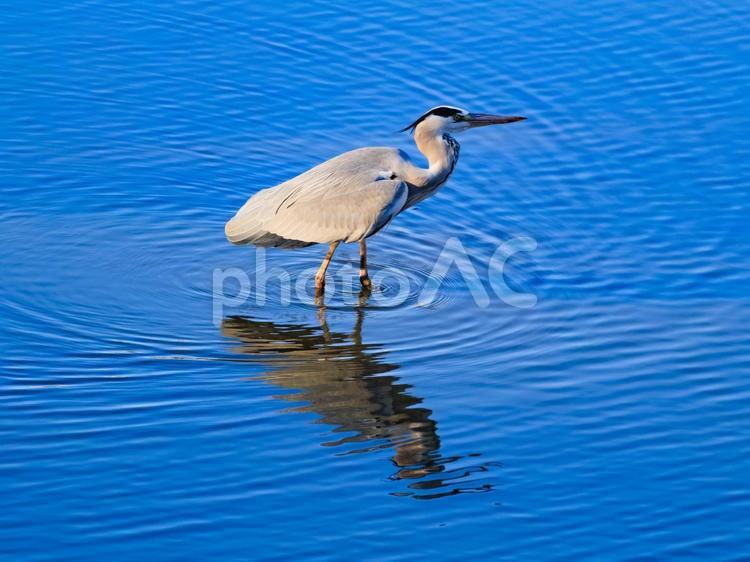 水辺で撮影したアオサギです。 アオサギ,野鳥,水鳥の写真素材