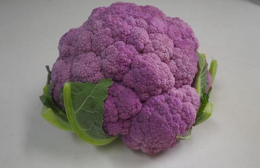 紫カリフラワー 食べ物,野菜,紫カリフラワーの写真素材